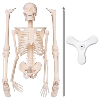 45CM Emberi anatómiai anatómiai csontváz modell poszter Learn Aid anatómia Emberi csontváz modell