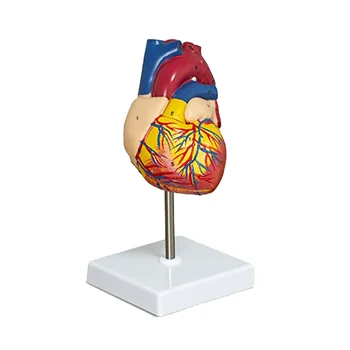 Szív modell, 2 részes deluxe életnagyságú emberi szív modell anatómia 34 anatómiai struktúrával, anatómiai szív