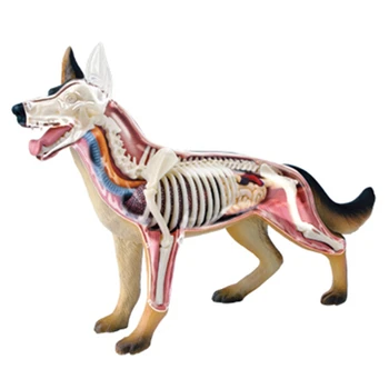 Állati szerv anatómiai modell 4D kutya intelligencia összeszerelése játék tanítás anatómiai modell DIY népszerű tudományos készülékek